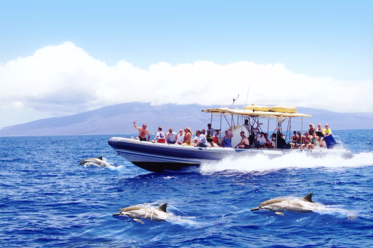 Boat tour with dolphins leaping beside vessel in clear blue waters